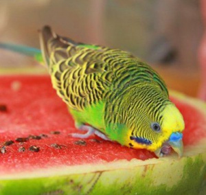 Как кормить волнистого попугая. Магазин ЗооПуть