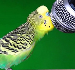 Как научить говорить волнистого попугая. Магазин ЗооПуть