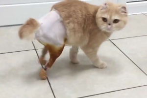 Первая в России кошка с двумя искусственными лапами научилась ходить. Магазин ЗооПуть